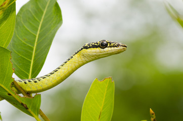 close-up of green mamba snake on tree, tropical forest, Thailand