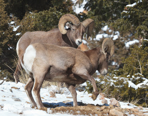 Bighorn Sheep