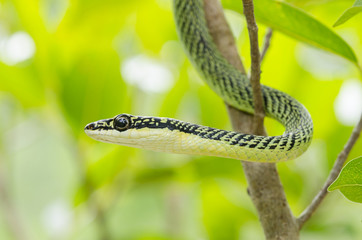 close-up of green mamba snake on tree, tropical forest, Thailand