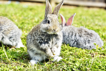 Little rabbits sitting outdoors in spring