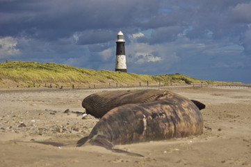 Spurn Point