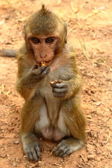 Monkey at Angkor site, Cambodia