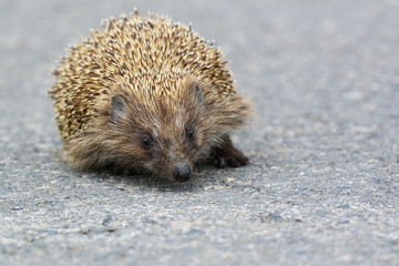 Cute hedgehog trying to pass through the street.