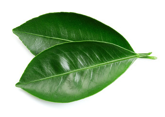 Citrus leaves isolated