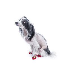 Chinese Crested Dog in red socks 