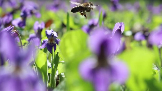 Bees and violet flowers