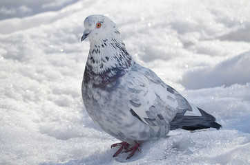 Белый голубь на снегу.