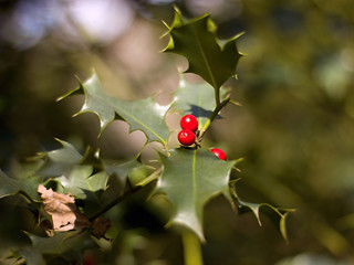 Closeup of ripe red berries on a holly bush