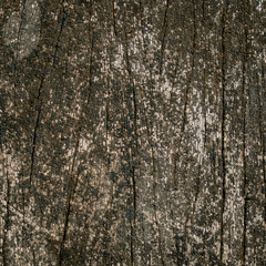 Wooden wall