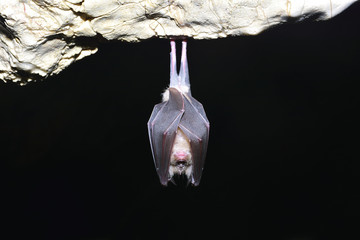 Greater horseshoe bat( Rhinolophus ferrumequinum) - 141768443