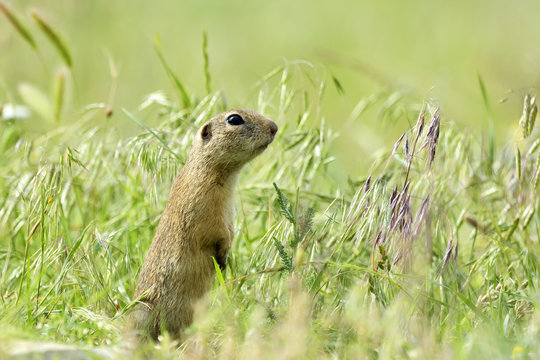 gopher in the nature