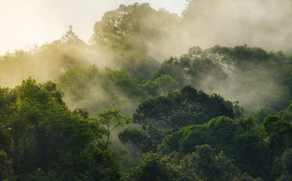 deep tropical forest, canopy tree and fog