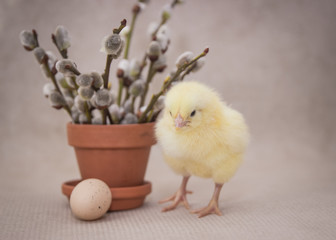 funny chicken stands beside the flower pot on a sunny day, easter