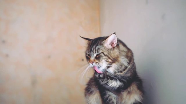 Portrait of beautiful Funny Maine coon cat black tabby colored licks paw has washing. 1920x1080