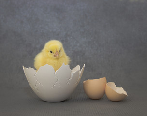 Small chicken sitting in eggshell,dark background, easter.
