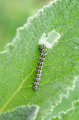 The mullein moth (Cucullia verbasci) caterpillar on food plant. Brightly colored larva in family Noctuidae on great mullein (Verbascum thapsus)