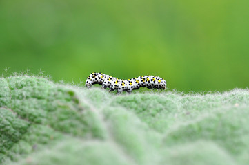 The mullein moth (Cucullia verbasci) caterpillar on food plant. Brightly colored larva in family Noctuidae on great mullein (Verbascum thapsus)
