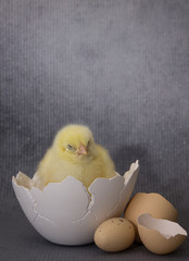 Small chicken sitting in eggshell,dark background, easter.