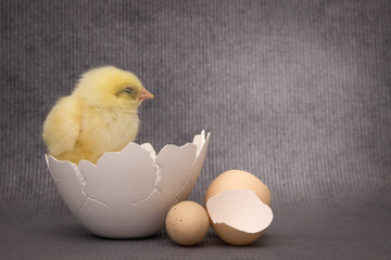 Small chicken sitting in eggshell,dark background, easter.
