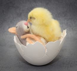 Small chicken sitting in eggshell,dark background, easter.