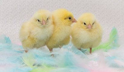 Chickens standing in colorful feathers, easter.