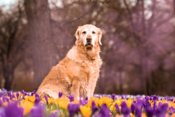 Golden Retriever mit Krokussen