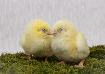 Chickens on the forest moss, easter