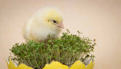 chick in eggshell isolated on beige background, easter composition
