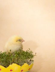 chick in eggshell isolated on beige background, easter composition