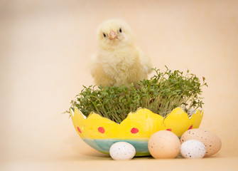 chick in eggshell isolated on beige background, easter composition