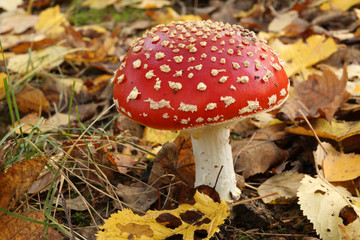 Fliegenpilz