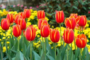 Obraz premium Red tulips with beautiful bouquet background. Tulip. Beautiful bouquet of tulips. colorful tulips. tulips in spring,colourful tulip with blurred background