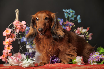 Longhaired red dachshund and flowers