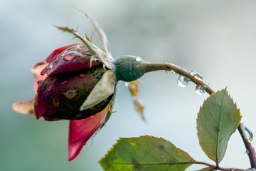 Red Rose in Rain