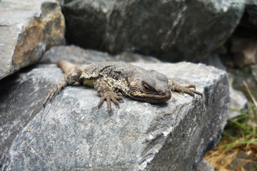 Lizard on stone in Andes mountains, Argentina