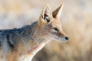 Close up and portrait of a cute Black Backed Jackal walking in the bush. Wildlife Safari in Etosha National Park, the main travel destination in Namibia, Africa.