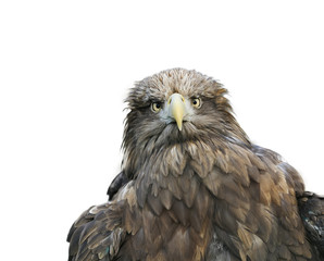 funny portrait of a large brown bird of an eagle face on white