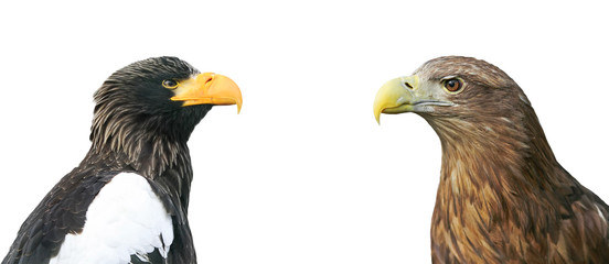 two eagle head opposite each other on white background