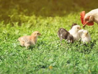  hen with chickens walking on a green grass on the farm in the summer