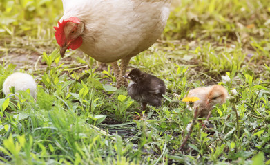 a hen with chickens walking on a green grass on the farm in the summer