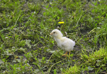 small yellow chicken walking on green grass on the farm in the summer