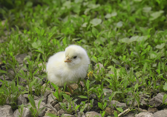 small  chicken walking on green grass on the farm in the summer