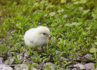 small yellow chicken walking on green grass on the farm in the summer