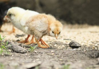  little yellow chicken pecks grain on the farm yard