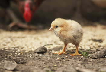  barnyard funny little chicken walking around the farm yard