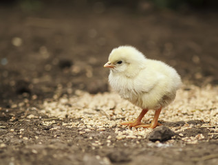  barnyard funny little chicken walking around the farm yard