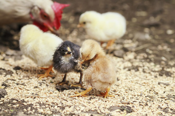 little chickens clean their feathers in the farm yard