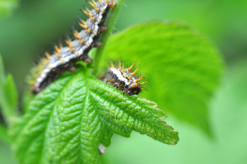 Caterpillar eats leaves. Some caterpillars make big damage to crops and fruit