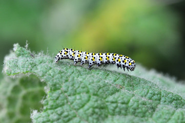The mullein moth (Cucullia verbasci) caterpillar on food plant. Brightly colored larva in family Noctuidae on great mullein (Verbascum thapsus)