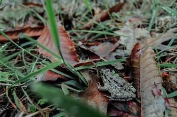 Wildness Tranquility